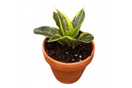 Sansevieria Sansevieria Gabriella Aurea 1 pp