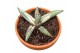 Sansevieria Sansevieria Lavranos Blue Clone 1 pp 