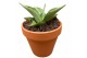 Sansevieria Sansevieria Manee Thawee 1 pp 