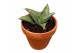 Sansevieria Sansevieria Tower Gray 1 pp 