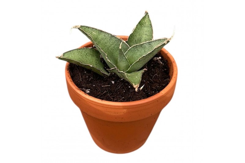 Sansevieria Sansevieria Tower Gray 1 pp 