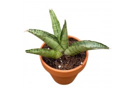Sansevieria Sansevieria Himalayan 1 pp