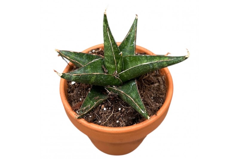 Sansevieria Sansevieria Prabu 1 pp 