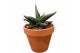 Sansevieria Sansevieria Prabu 1 pp 