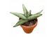 Sansevieria Sansevieria Rookie 1 pp 