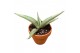 Sansevieria Sansevieria Swan Dancer 1 pp 