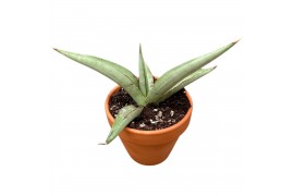 Sansevieria Sansevieria Swan Dancer 1 pp
