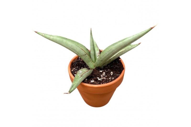 Sansevieria Sansevieria Swan Dancer 1 pp 