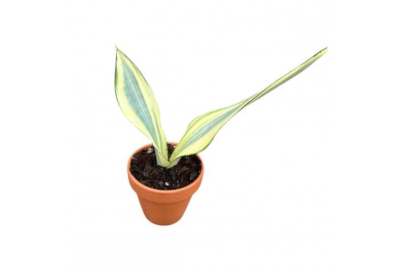 Sansevieria Sansevieria Moonshine Splash 1 pp 