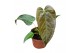 Anthurium Anthurium Queen Of Hearts zonder bloem bl. 