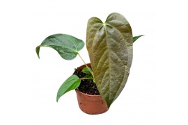 Anthurium Anthurium Queen Of Hearts zonder bloem bl.