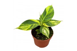 Musa Musa Aurea 1 pp