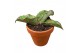 Sansevieria Sansevieria As Silk 1 pp 