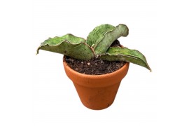 Sansevieria Sansevieria As Silk 1 pp