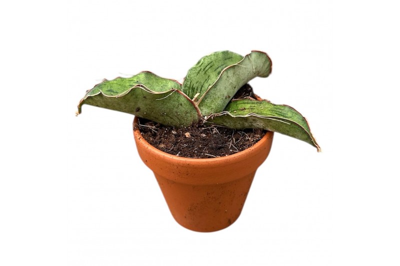 Sansevieria Sansevieria As Silk 1 pp 