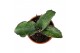 Sansevieria Sansevieria As Silk 1 pp 