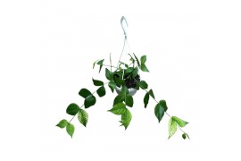 Hoya Hoya polyneura 15 - 19  cm 8 pp