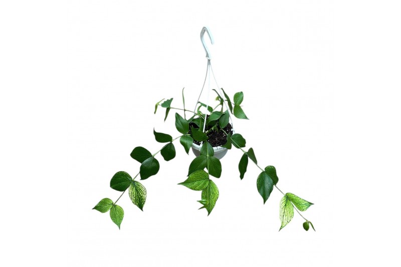 Hoya Hoya polyneura 15 - 19  cm 8 pp 