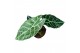 Alocasia Alocasia Watsoniana Big Form P17 1 pp 
