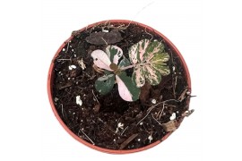 Kamerplanten Phyllanthus Urinaria Compacta Variegata 1 pp