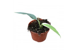 Epipremnum Epipremnum Pinnatum Ghostie 1 pp