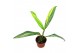 Kamerplanten Amplissimum Aurea Variegata 1 pp 