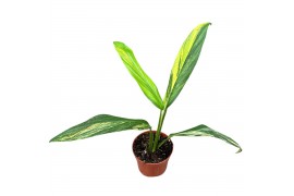 Kamerplanten Amplissimum Aurea Variegata 1 pp