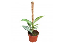 Kamerplanten Rhaphidophora Elliptica Mint 1 pp