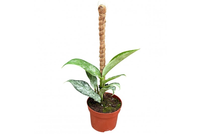 Kamerplanten Rhaphidophora Elliptica Mint 1 pp 