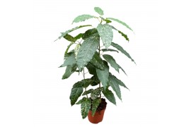 Ficus ficus Snowstorm 1 pp