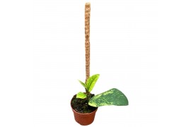 Kamerplanten Rhaphidophora Elliptica Aurea 1 pp