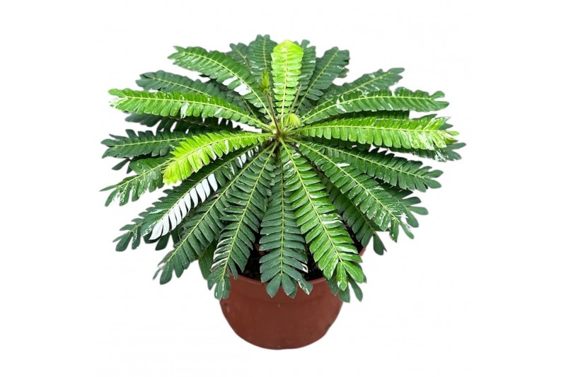 Biophytum sensitivum Biophytum Sensitivum Variegata 1 pp 