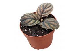 Kamerplanten Labisia Vietnam 1 pp