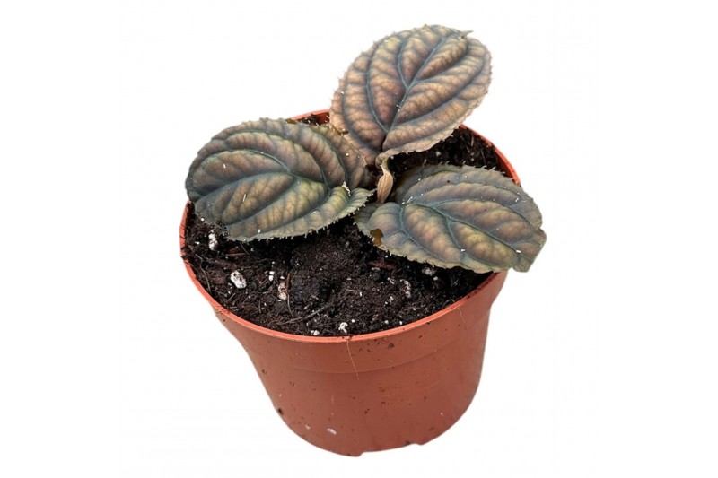 Kamerplanten Labisia Vietnam 1 pp 