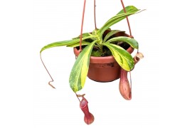 Nepenthes alata Nepenthes Alata Aurea 10 bl.