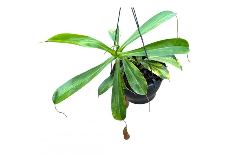 Nepenthes Nepenthes Alata Aurea 1 pp 