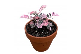 Kamerplanten phyllanthus Urinaria Compacta Variegata 1 pp