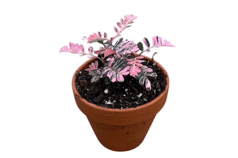 Kamerplanten phyllanthus Urinaria Compacta Variegata 1 pp 