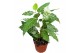 Ficus moonshine Ficus Snowstorm 1 pp 