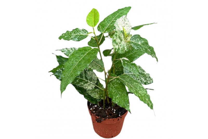 Ficus moonshine Ficus Snowstorm 1 pp 