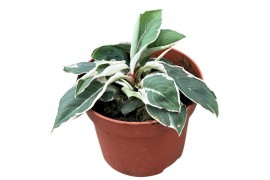 Homalomena camouflage Homalomena Wallisii Camouflage Variegata 1 pp