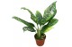 Kamerplanten Dieffenbachia Spoon 1 pp 