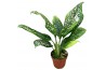Kamerplanten Dieffenbachia Spoon 1 pp