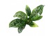 Kamerplanten Dieffenbachia Spoon 1 pp 
