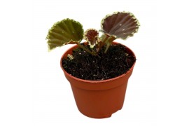 Begonia Begonia Darthvaderiana Green Spots 1 pp