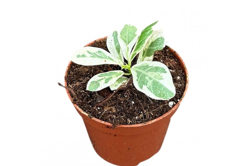 Ficus Ficus Lyrata Variegata 1 pp 