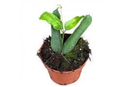 Hoya Hoya Pandurata 2.5 - 4.9  cm 1 pp