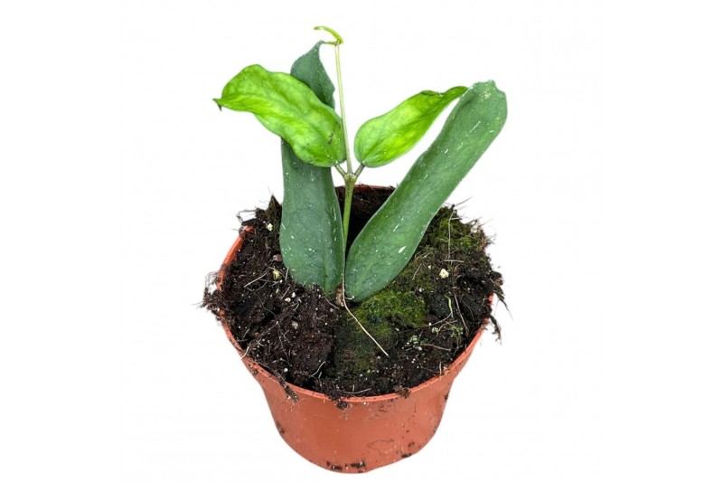 Hoya Hoya Pandurata 2.5 - 4.9  cm 1 pp 