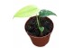 Monstera Monstera Mint 1 pp 