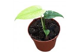 Monstera Monstera Mint 1 pp